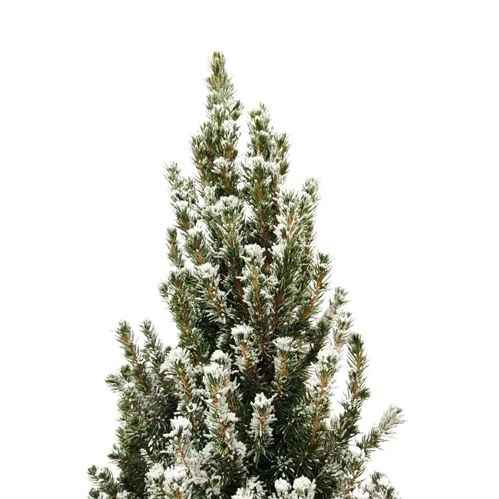 Dettaglio dei rami verdi di una pianta con aghi sottili ricoperti da una leggera neve artificiale, che crea un effetto invernale realistico.

