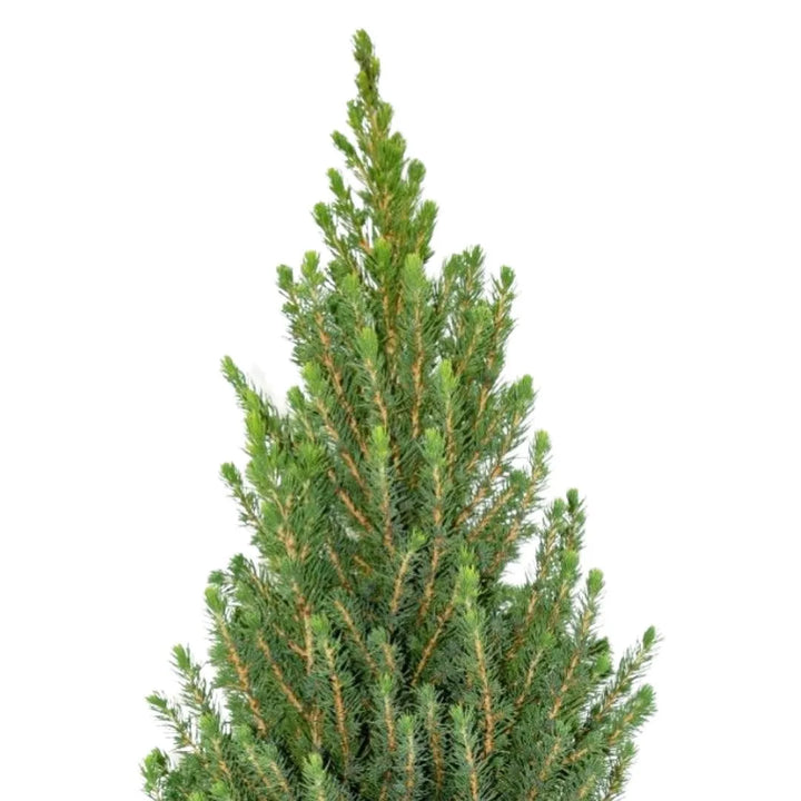 Dettaglio sulle foglie a dorma di ago di colore verde 