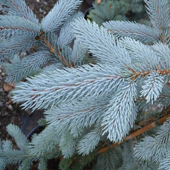 Dettaglio delle delle goglie a forma di ago che edidenziano il colore azzurro delle foglie 