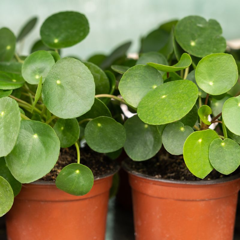 Dettaglio delle foglie della pianta 