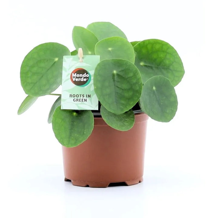 immagine mostra una pianta con foglie tonde di colore verde intenso 