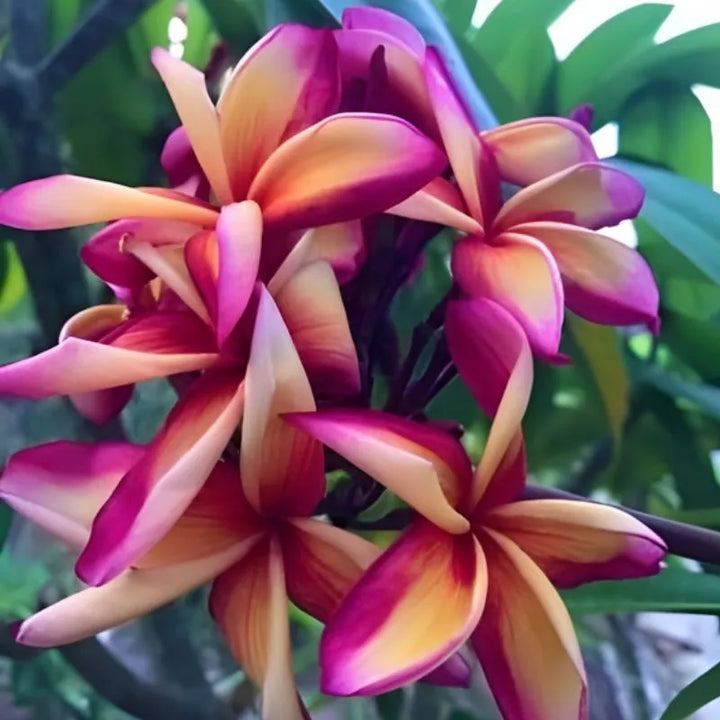 Immagine mostra il fiore della pianta di colore rosa con sfumature crema 