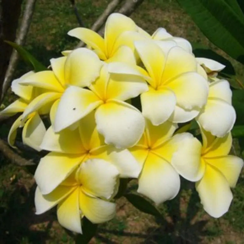 Dettagio del fiore della pianta 