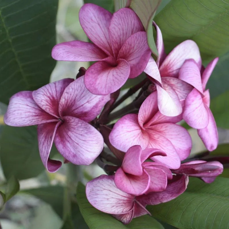 Detaglio del fiore della painta 