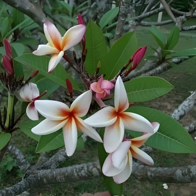 Dettaglio del fiore della painta 