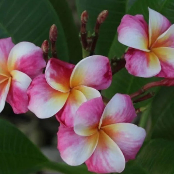 Dettaglio del fiore della painta 