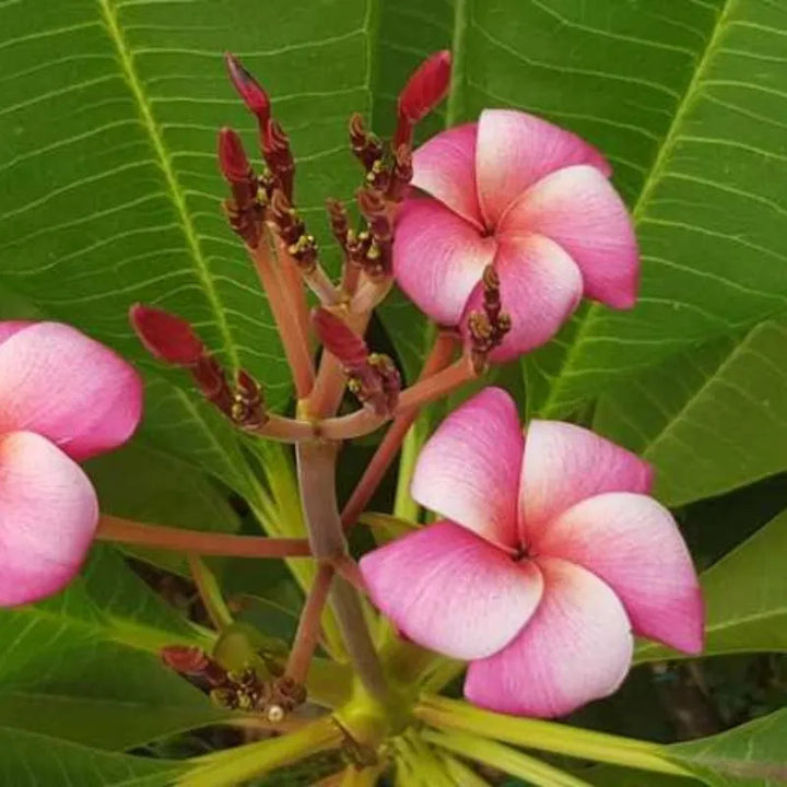 immagine mosta i fiori della pianta di colore rosa 