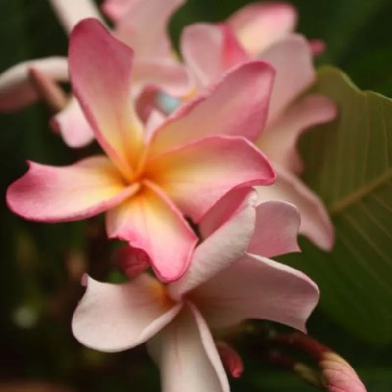 dettaglio del fiore della pianta 