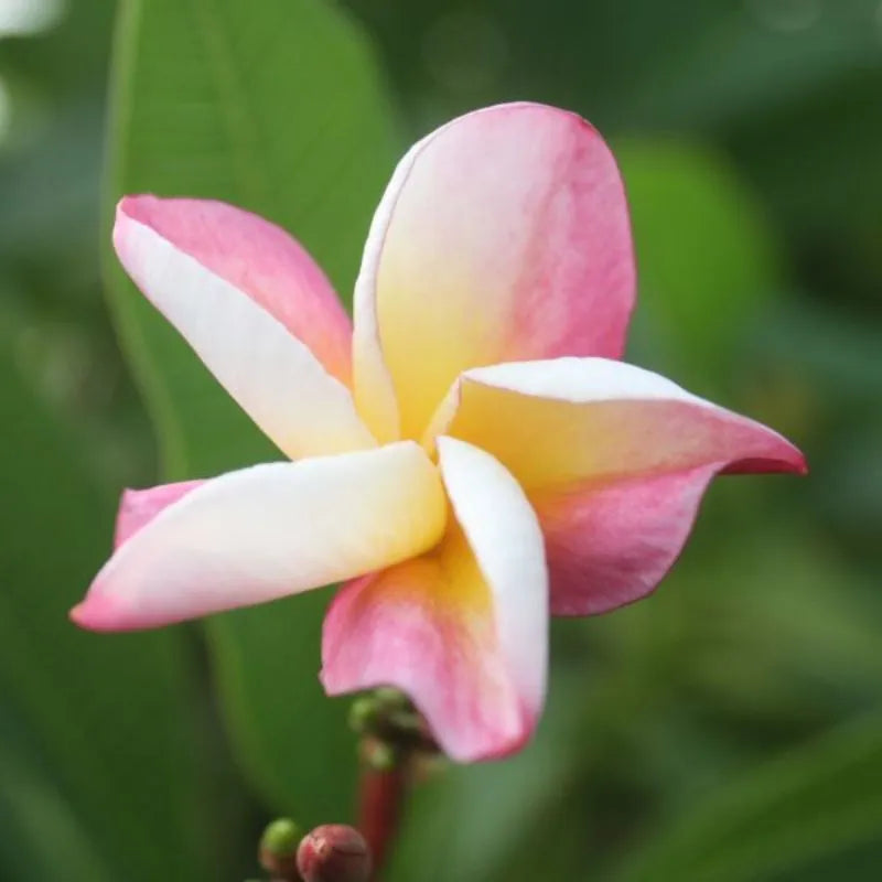 Dettaglio del fiore della painta 