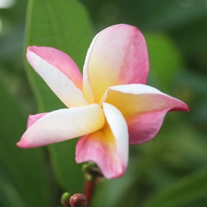 Dettaglio del fiore della painta 