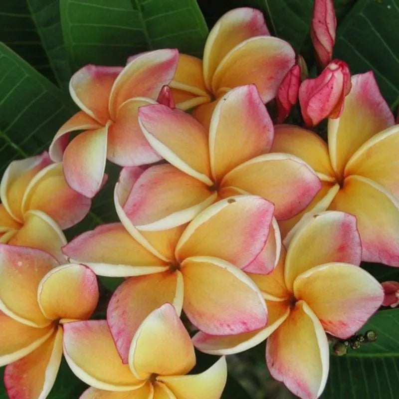 Dettaglio del fiore della painta 