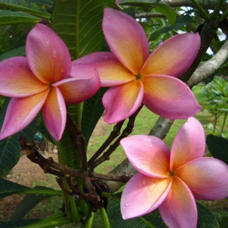 Dettaglio del fiore della painta 