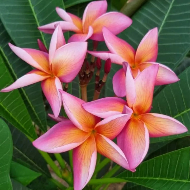 dettaglio dei fiori della pianta 