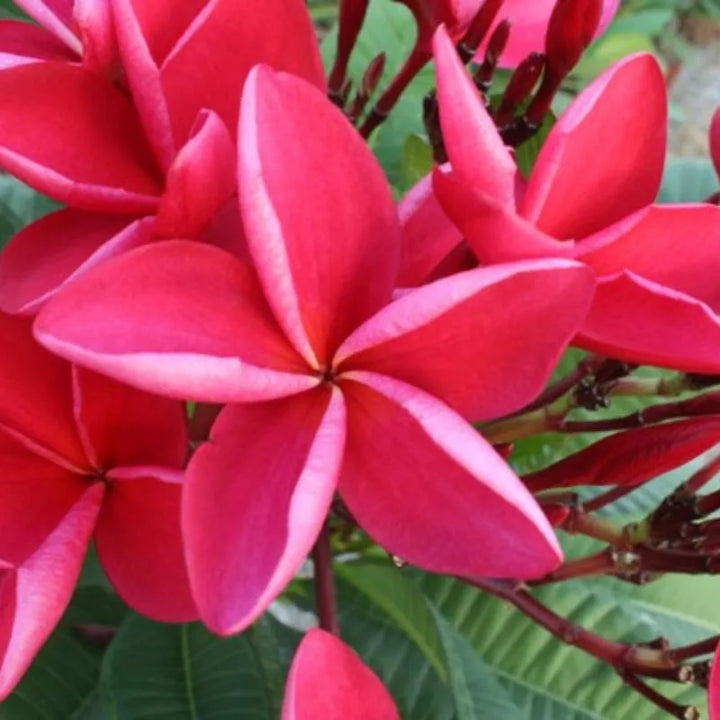 immagine mostra un fiore rosa della pianta 