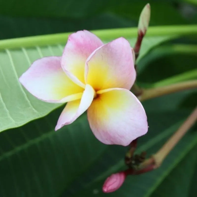 immagine mostra il dettaglio del fiore della pianta 