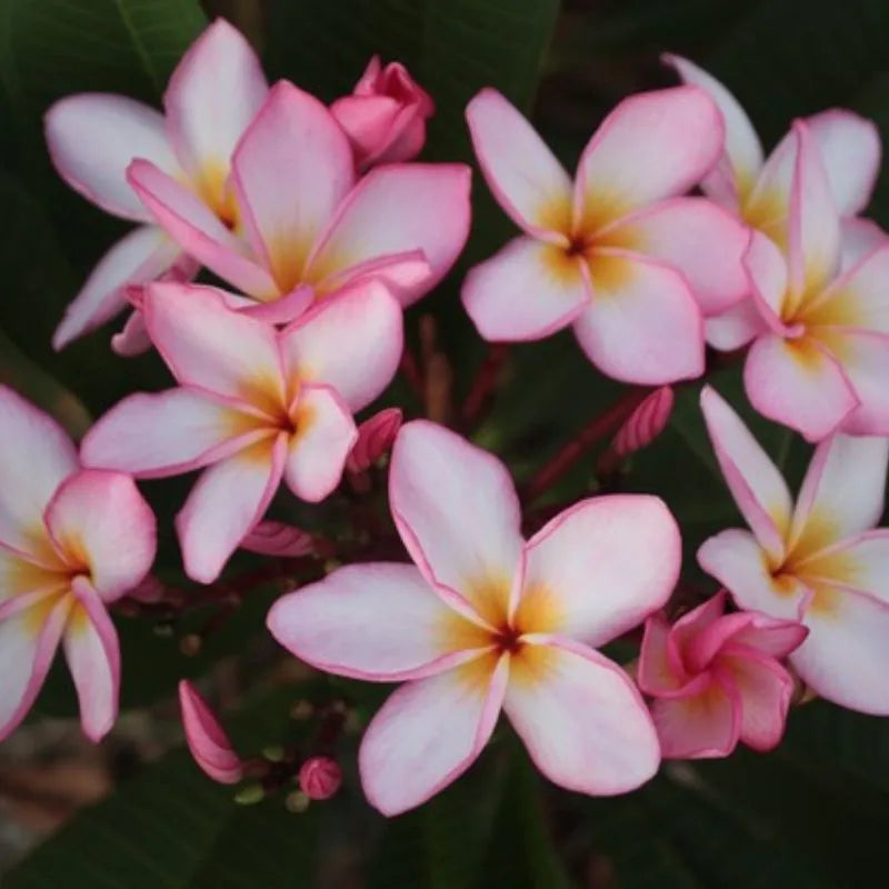 Dettaglio del fiore della painta 