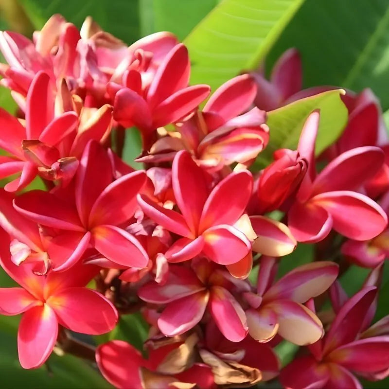 dettaglio dei fiori della paianta 