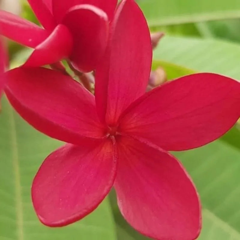 Dettaglio del fiore della painta 