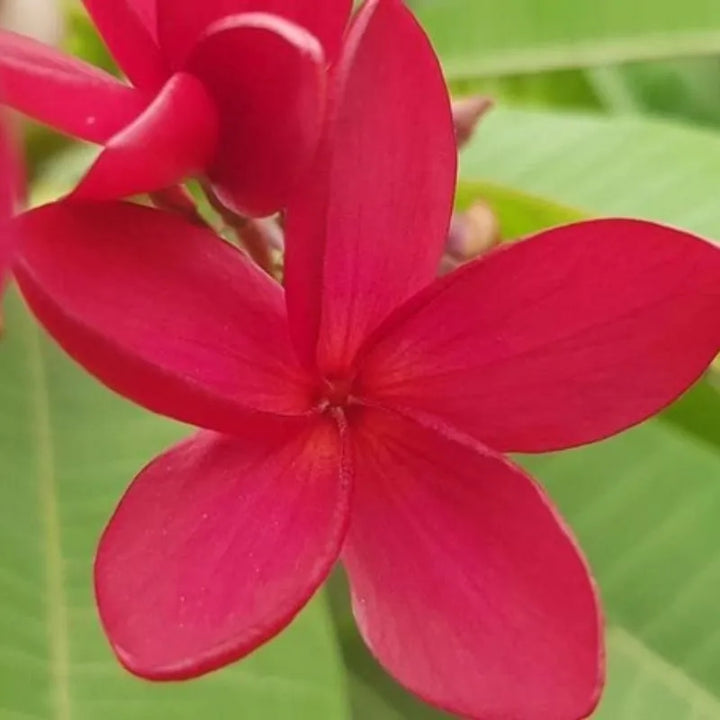 Dettaglio del fiore della painta 