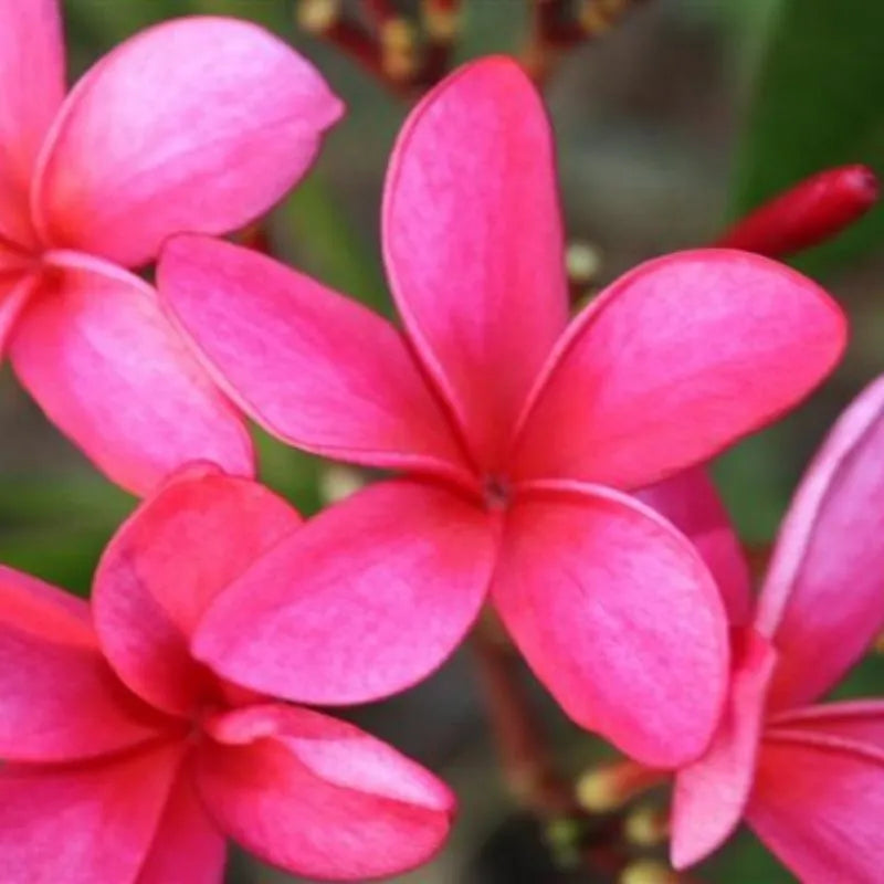 Dettaglio del fiore della painta 