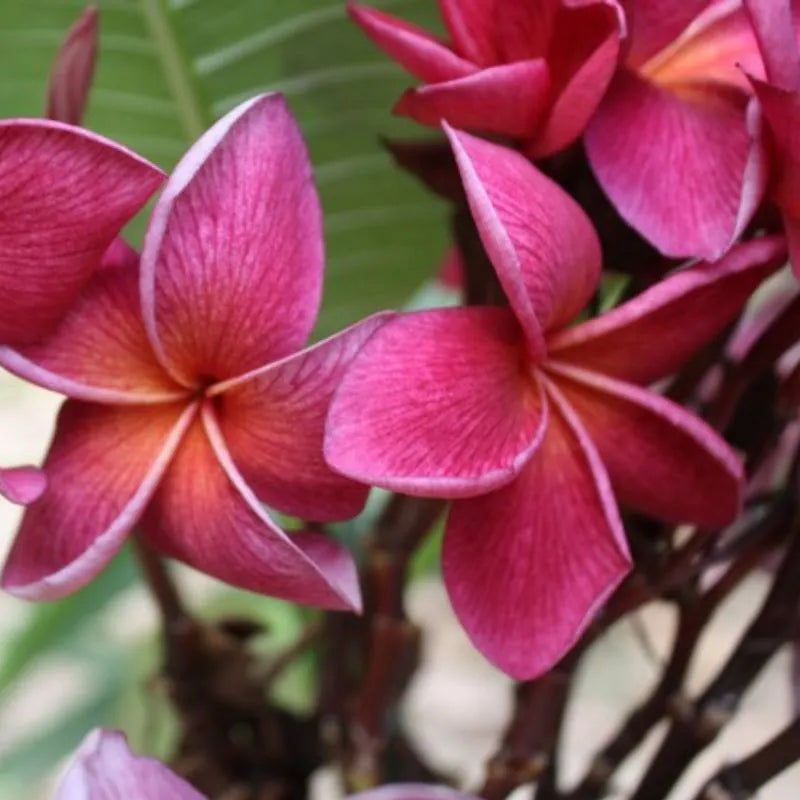 dettaglio del fiore della pianta 