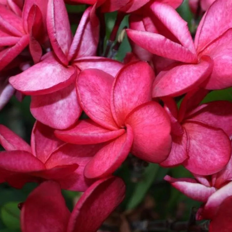 Dettaglio del fiore della painta 