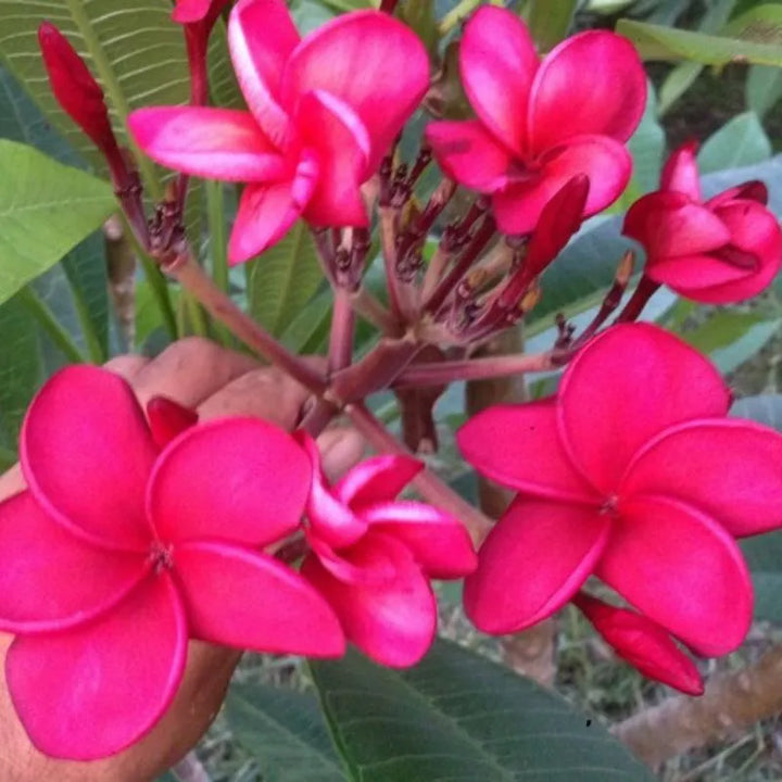 Dettaglio del fiore della painta 