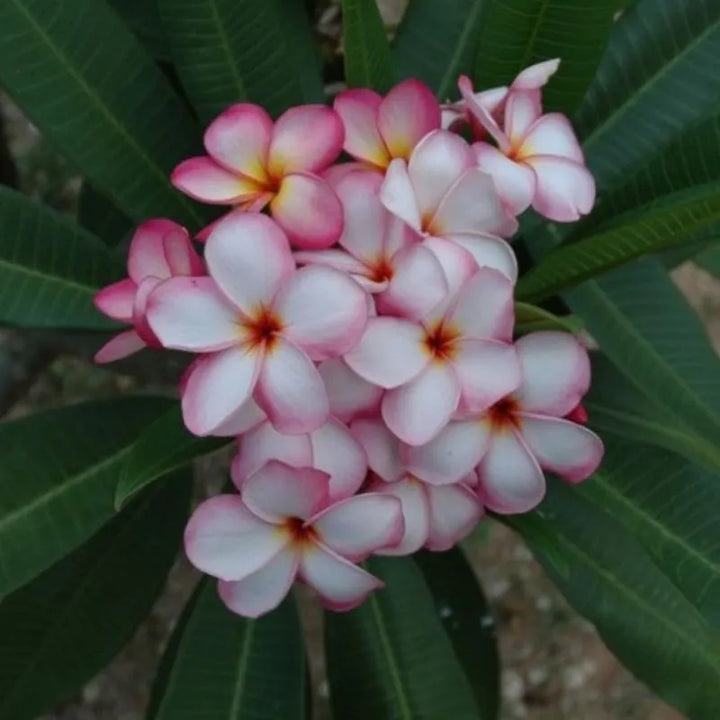 Dettaglio del fiore della painta 