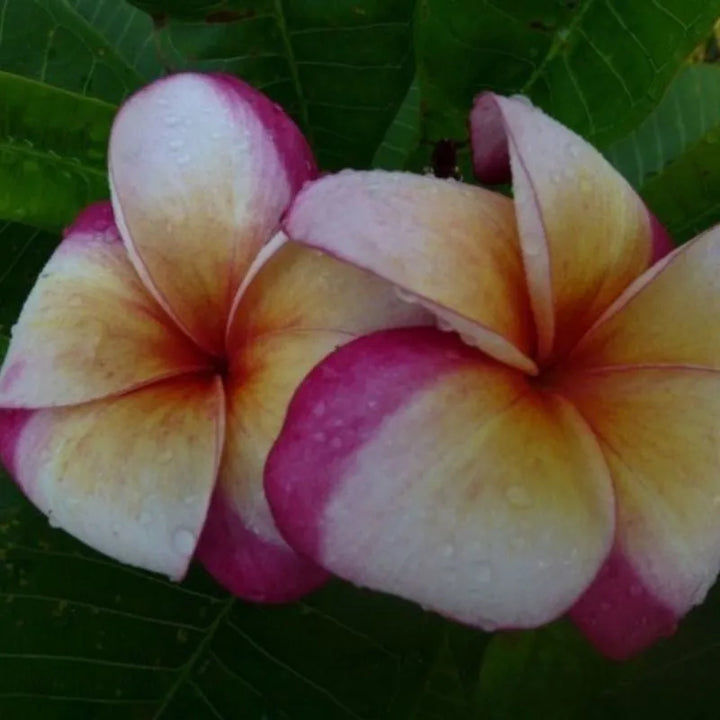 Dettaglio del fiore della painta 