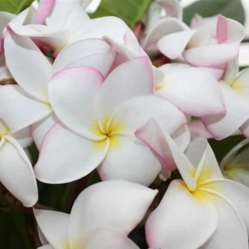 dettaglio dei fiori della pianta 