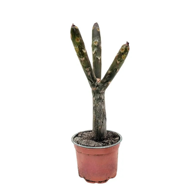 immagine mostra lo stelo di una pianta senza foglie ne fiori 