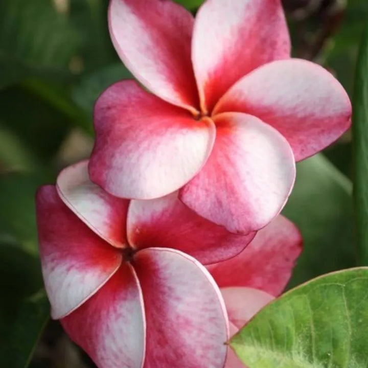 Dettaglio del fiore della painta 