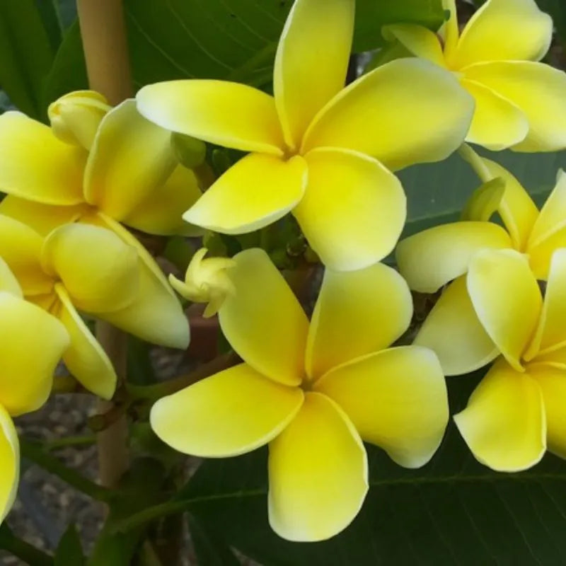 immagine mostra un i fiori di colore giallo della plumeria 