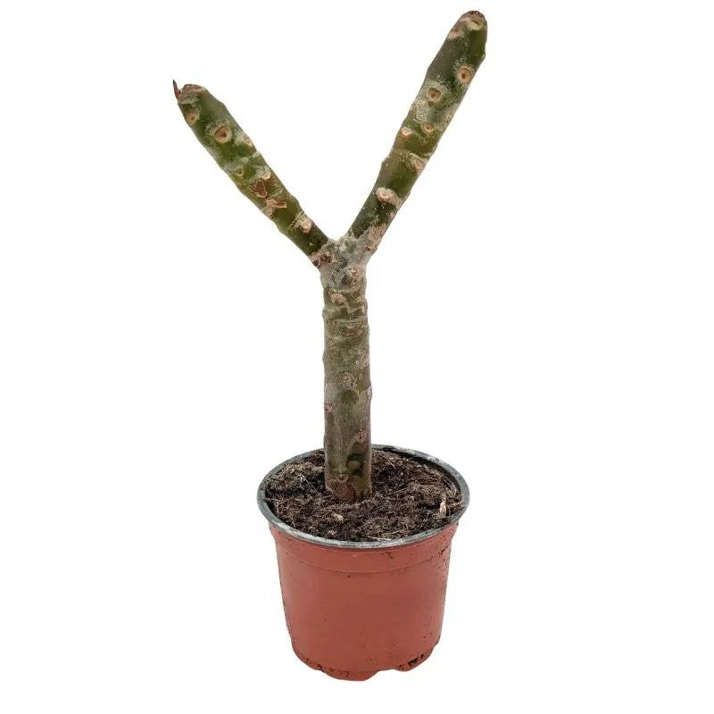 Immagine mostra la lo stelo della pianta senza fiori e foglie 