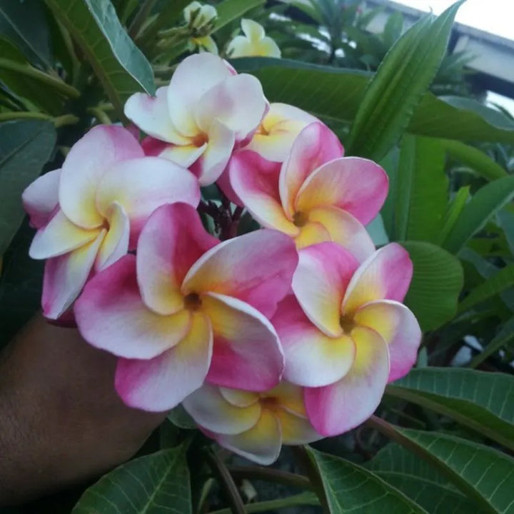 Dettaglio del fiore della painta 