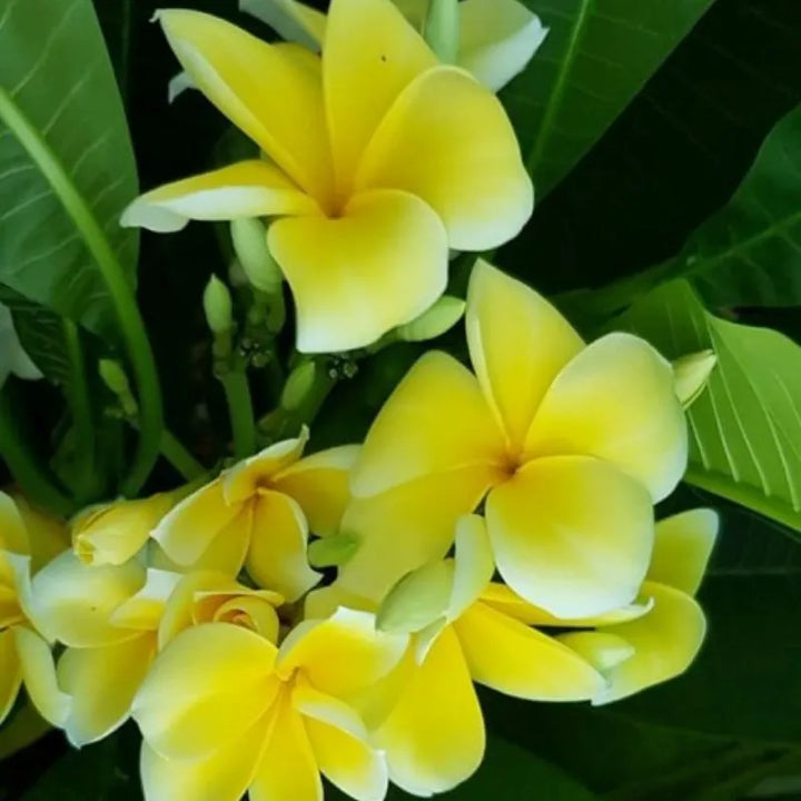 Dettaglio del fiore della painta 