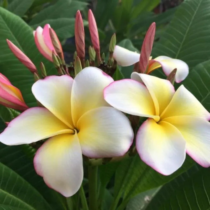 immagine mostra dei fiori bianchi con sgumature gialle