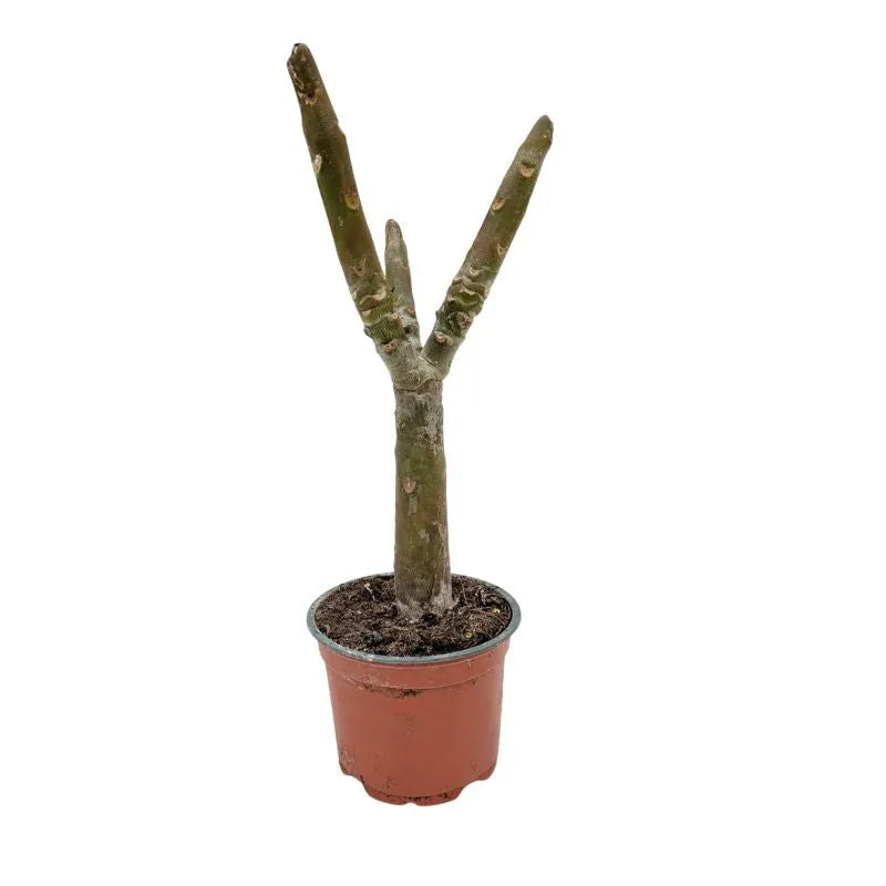 immagine mostra lo stelo della pianta senza fiori e foglie 