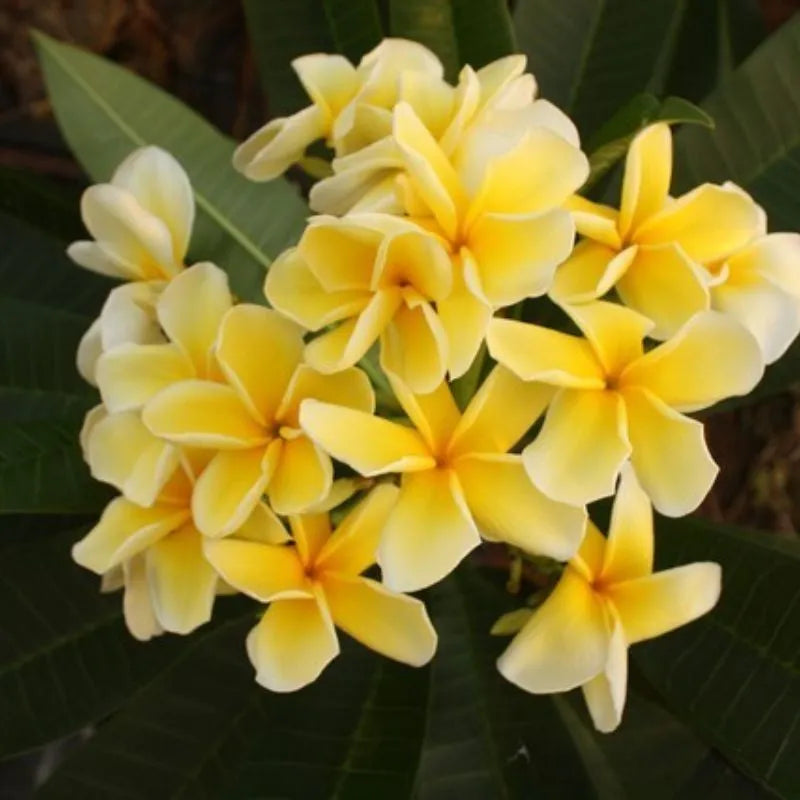 Dettaglio dei fiori della painta 