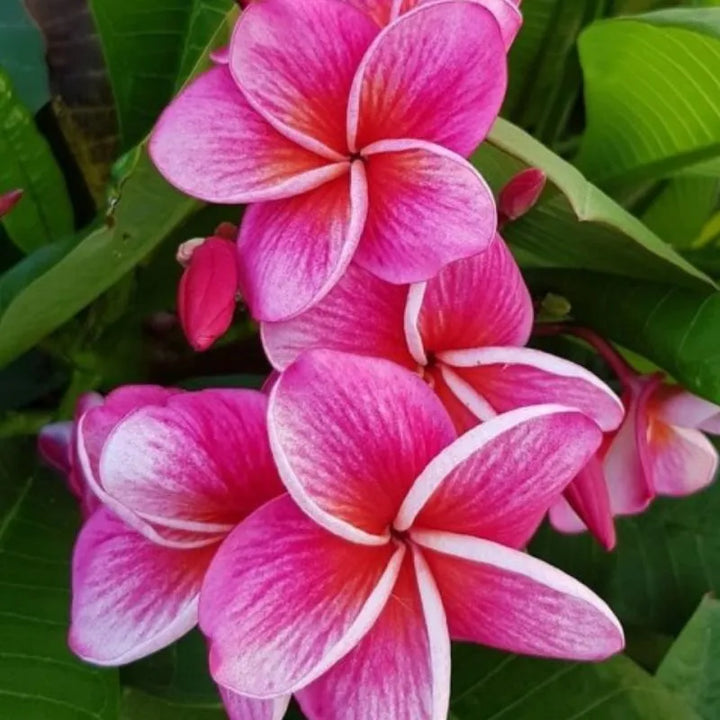 Dettaglio del fiore della painta 