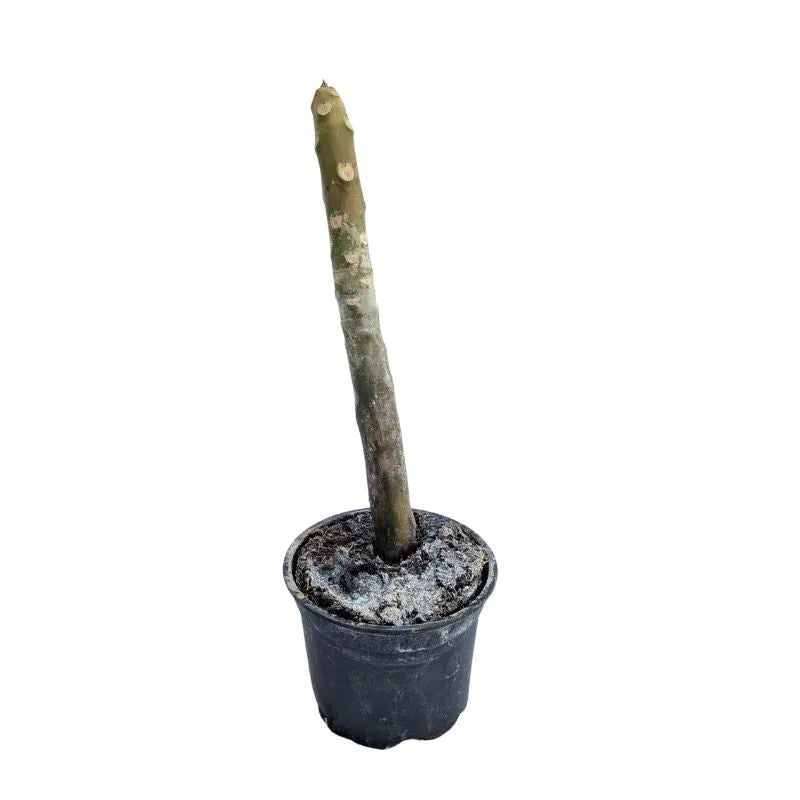 immagine mostra lo stelo della pianta senza foglie ne fiori 