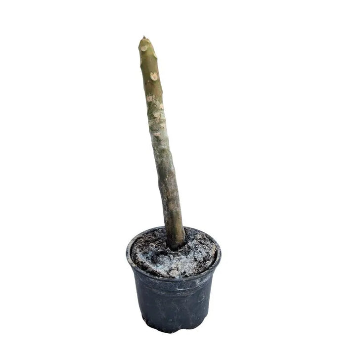 immagine mostra lo stelo della pianta senza foglie ne fiori 