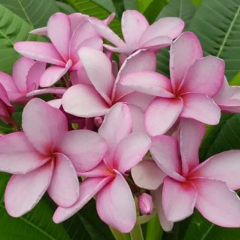 dettaglio dei fiori della painta 