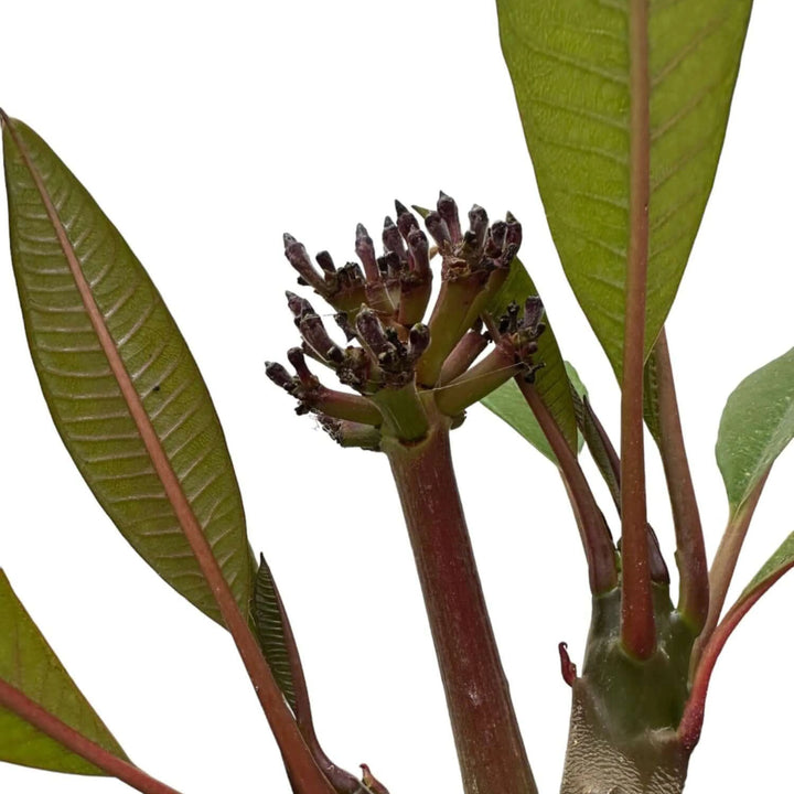 Dettaglio ravvicinato dei boccioli di Plumeria Rubra non ancora schiusi e delle foglie verdi lanceolate, evidenziando la struttura dei fiori in fase di sviluppo e il portamento tropicale della pianta.