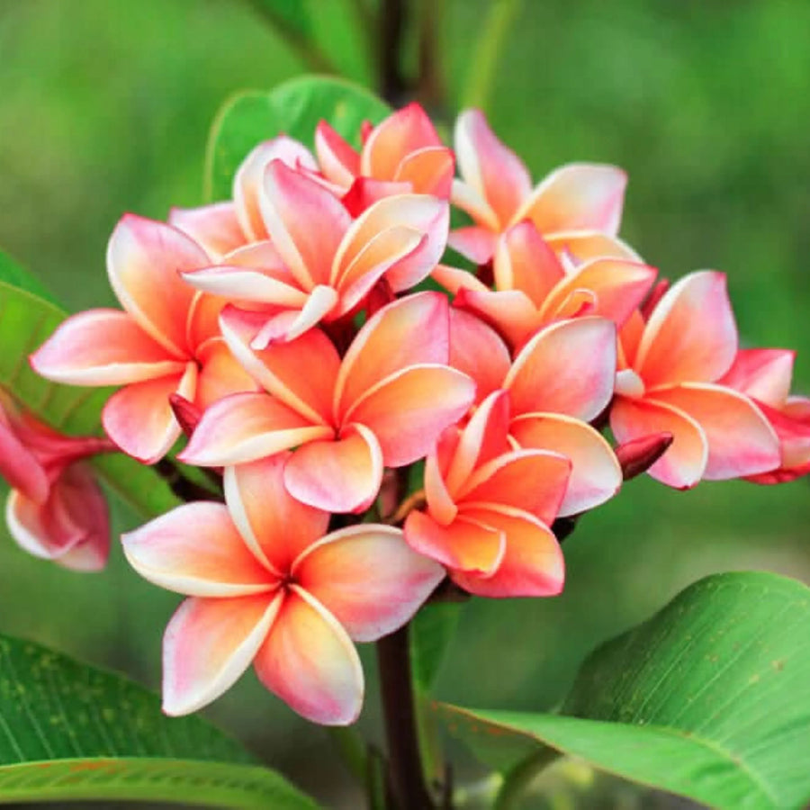 Primo piano di Plumeria Rubra con fiori dai toni corallo, rosa e crema, pianta tropicale ornamentale dal profumo intenso, ideale per giardini esotici e decorazioni floreali.