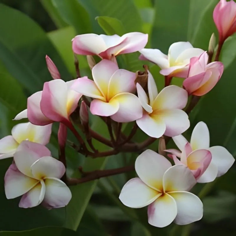 dettaglio fiori della pianta 