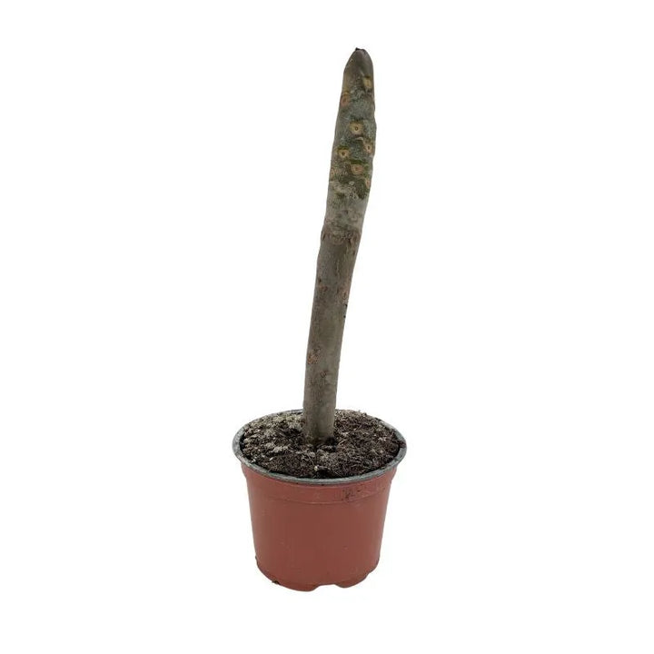 Immagine mostra lo stelo della painta senza foglie nr fiori 