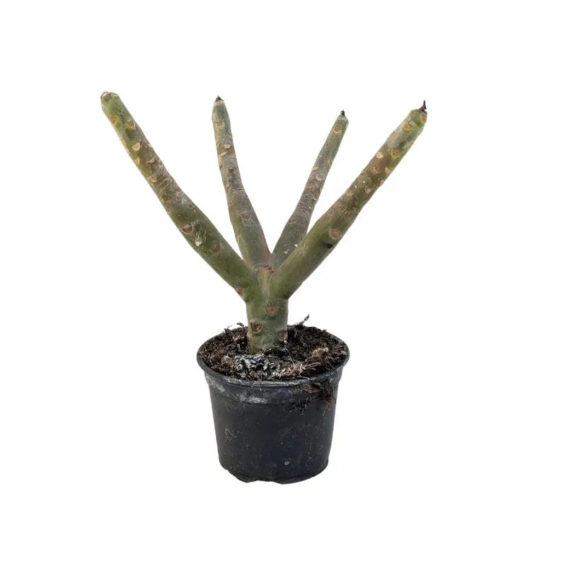 immagine mostra lo stelo della painta senza ne fiori ne foglie 