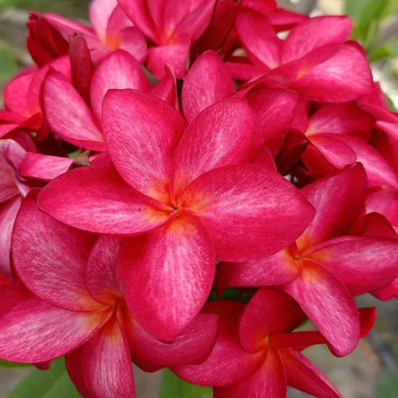 dettaglio dei fiori della painta 