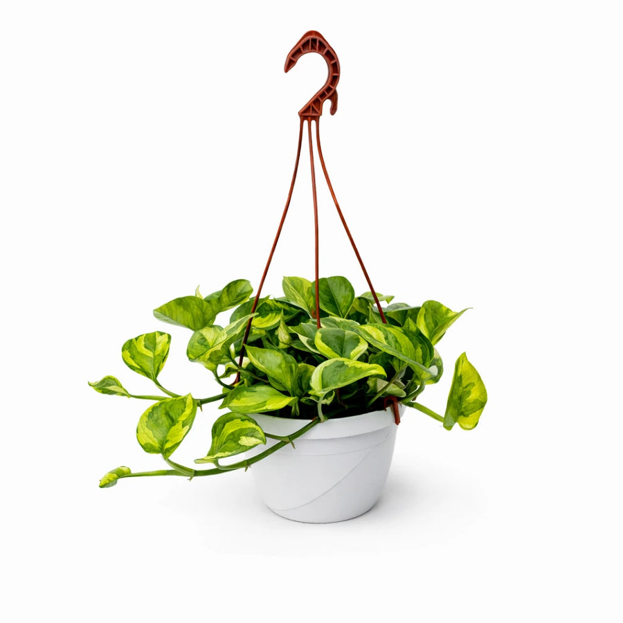 Pothos N’Joy Basket 20 cm con foglie verde e giallo crema in vaso sospeso bianco, pianta da interno ricadente facile da curare.